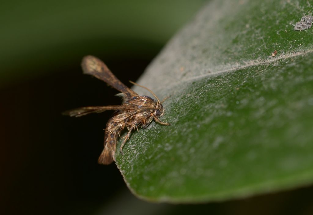 Microsphecia tineiformis ?